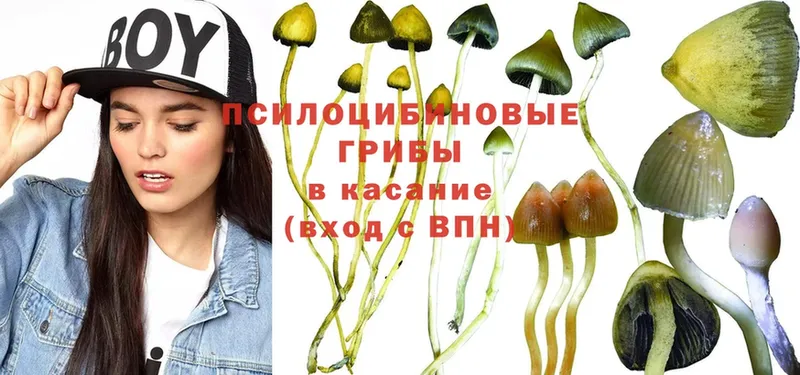 Галлюциногенные грибы Psilocybine cubensis Всеволожск